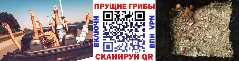 Галлюциногенные грибы Psilocybe  Отрадная 